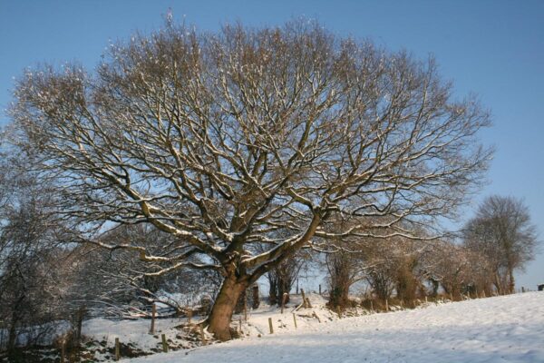 <i>Quercus robur</i> - Image 11