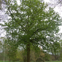 Lush green oak tree stands tall in a park setting. The tree's full canopy contrasts with the neatly trimmed grass, creating a serene and natural scene.