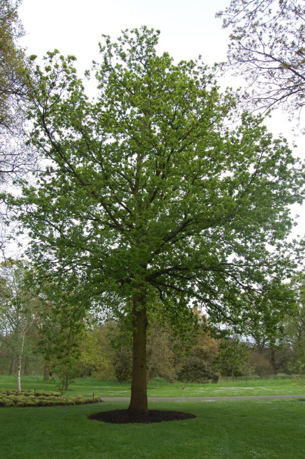 <i>Quercus robur</i> - Image 12