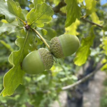 Two green acorns hang on an oak tree branch, surrounded by lush green leaves. The acorns are still developing, showcasing the intricate texture of their caps.
