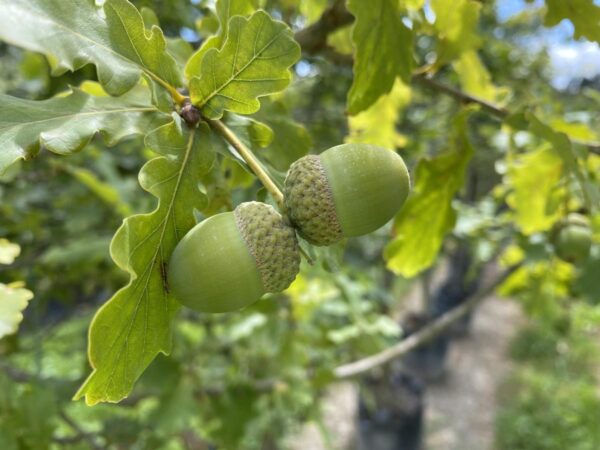 <i>Quercus robur</i> - Image 2