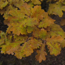Autumn oak leaves display a mix of golden-brown and green hues. The lobed foliage is tightly clustered, showcasing the vibrant colors of fall.