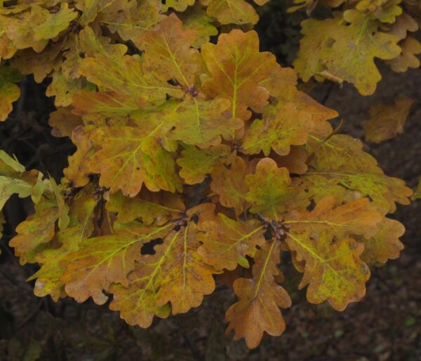 <i>Quercus robur</i> - Image 3