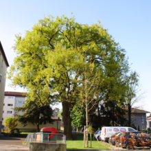 A large, mature tree with vibrant green leaves dominates the scene, contrasting with a slender, younger tree beside it. Cars are parked nearby, and a building is visible in the background under a clear blue sky.