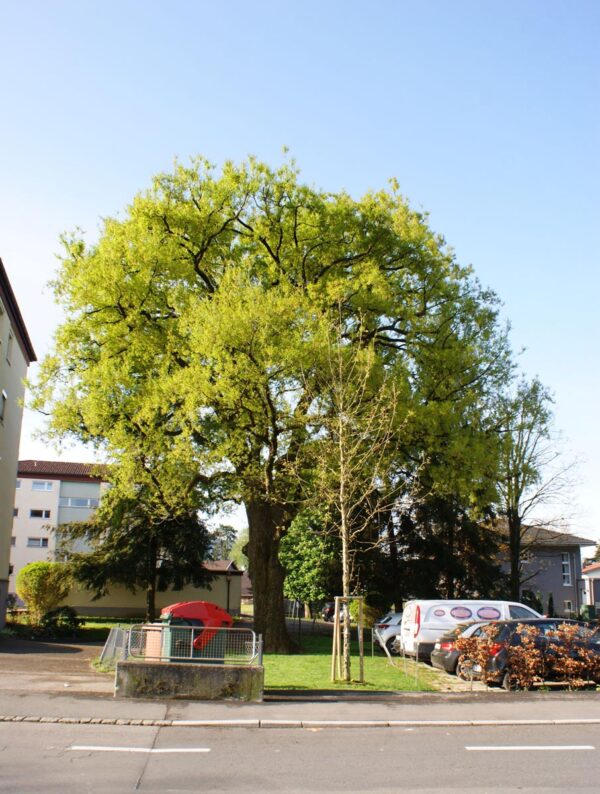 <i>Quercus robur</i> - Image 4