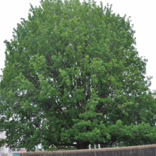 A large, lush green tree stands prominently against a pale sky, its dense foliage filling the frame. A building and other greenery are visible in the background, partially obscured by the tree's impressive size.