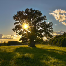 Sunburst through a majestic oak tree in a green meadow. Golden hour sunlight casts long shadows across the grass, with a blue sky and fluffy clouds in the background.