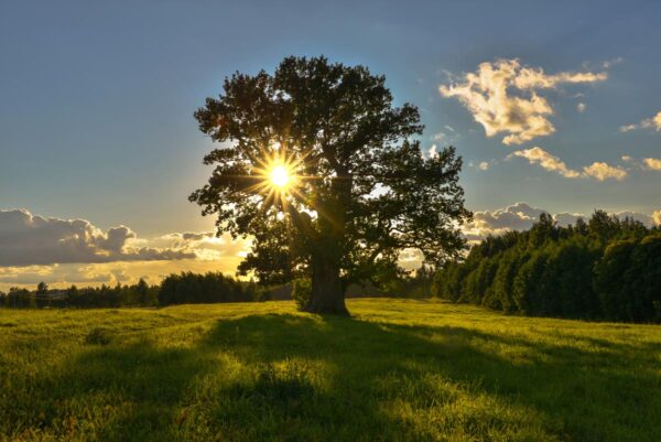 <i>Quercus robur</i> - Image 6