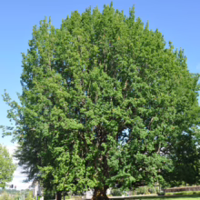 Lush, mature oak tree with vibrant green leaves against a clear blue sky. A smaller tree and green lawn are visible in the background, with the corner of a modern building on the left.