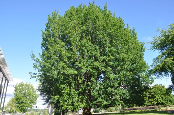 <i>Quercus robur</i> - Image 7