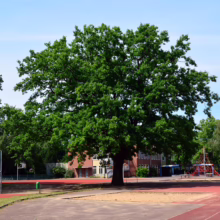 Large, leafy green tree dominates a schoolyard with a red running track and playground. The tree provides shade over a sand pit, with a brick building visible in the background under a bright blue sky.