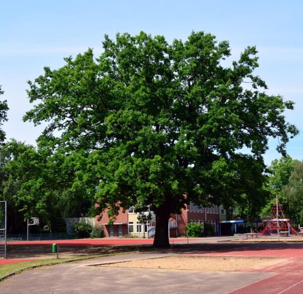 <i>Quercus robur</i> - Image 8