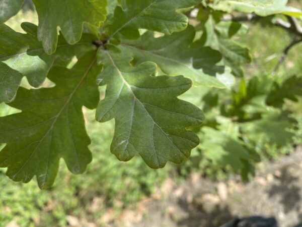 <i>Quercus robur</i> - Image 9