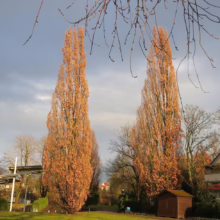 Two tall, slender trees ablaze with autumn foliage stand majestically against a cloudy sky. A path leads through a park-like setting with a small shed and glimpses of houses in the background.