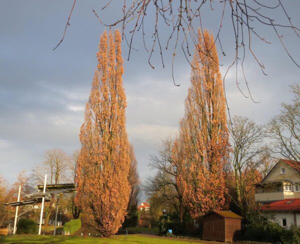 <i>Quercus robur</i> 'Fastigiata' - Image 2