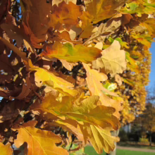 Golden oak leaves in autumn, close-up view. Fall foliage displays vibrant yellow, orange, and brown hues on branches against a blue sky, capturing the beauty of the season.