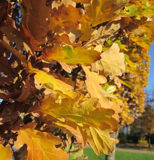 <i>Quercus robur</i> 'Fastigiata' - Image 3