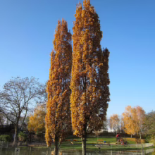 Two tall, columnar trees ablaze with golden autumn foliage stand against a bright blue sky. A park with a playground and pond is visible in the background, showcasing the beauty of fall colors.
