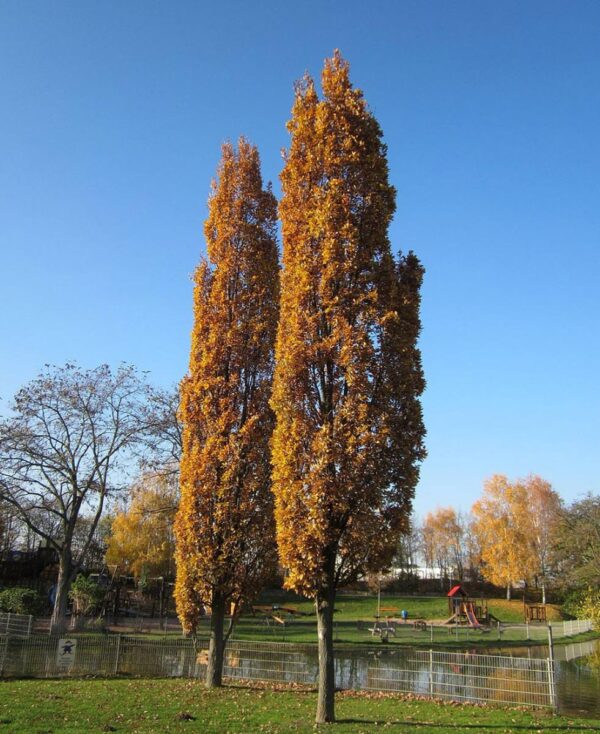 <i>Quercus robur</i> 'Fastigiata' - Image 4