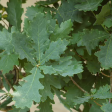 Close-up of vibrant green oak leaves with distinctive lobed edges, showcasing the tree's foliage.