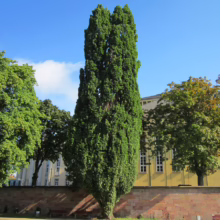 Tall, columnar Italian cypress tree stands prominently in a park setting with green grass. A low brick wall and building are in the background under a blue sky.