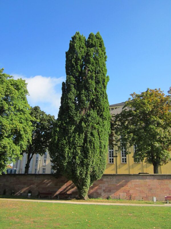 <i>Quercus robur</i> 'Fastigiata' - Image 7