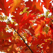 Quercus rubra (Red Oak) autumn foliage.