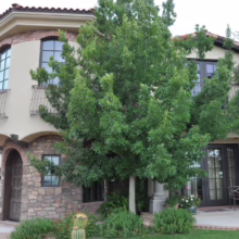Quercus rubra (Red Oak) summer form.