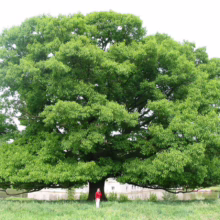 Quercus rubra (Red Oak) broad form.