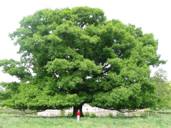 <i>Quercus rubra</i> - Image 5