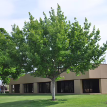 Quercus rubra (Red Oak) younger plant.