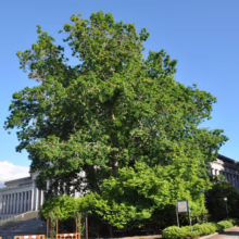 Quercus rubra (Red Oak) large tree.