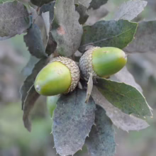 Two green acorns hang amidst spiky leaves on an oak tree branch. The acorns have textured caps, and the leaves are a dusty green, creating a natural, rustic scene.