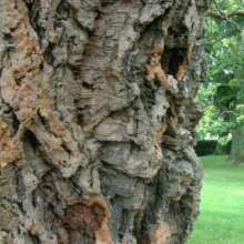 Close-up of thick, textured bark on a mature cork oak tree. The bark is deeply furrowed and has a mix of gray and brown tones, revealing the tree's rugged character.