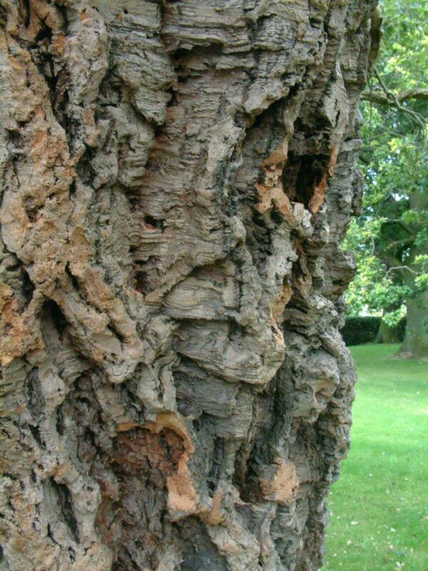 <i>Quercus suber</i> - Image 3