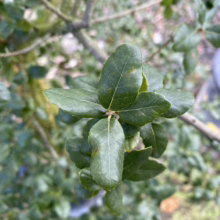 Close-up of vibrant green leaves on an oak tree branch, showcasing the plant's natural beauty. The leaves are healthy and full, hinting at the tree's vitality.