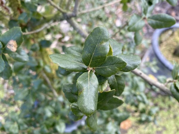 <i>Quercus suber</i> - Image 4