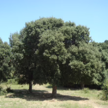 Lush, green trees stand tall under a clear blue sky in a sun-drenched meadow. The dense foliage creates a shady canopy, inviting relaxation and a peaceful escape into nature.