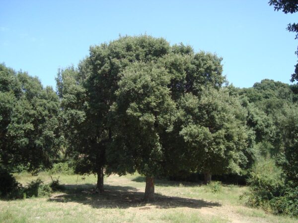 <i>Quercus suber</i> - Image 5