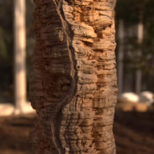 Close-up of a cork tree trunk with deep ridges and warm, earthy tones. Sunlight highlights the textured bark, creating depth and shadow. The blurred background suggests a natural, outdoor setting.