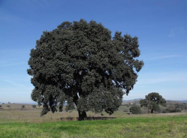 <i>Quercus suber</i>