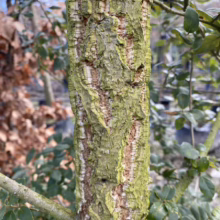 Close-up of a cork oak tree trunk showcasing its thick, textured bark with a light green mossy hue. The bark's unique pattern is highlighted, with green leaves and branches visible in the background.