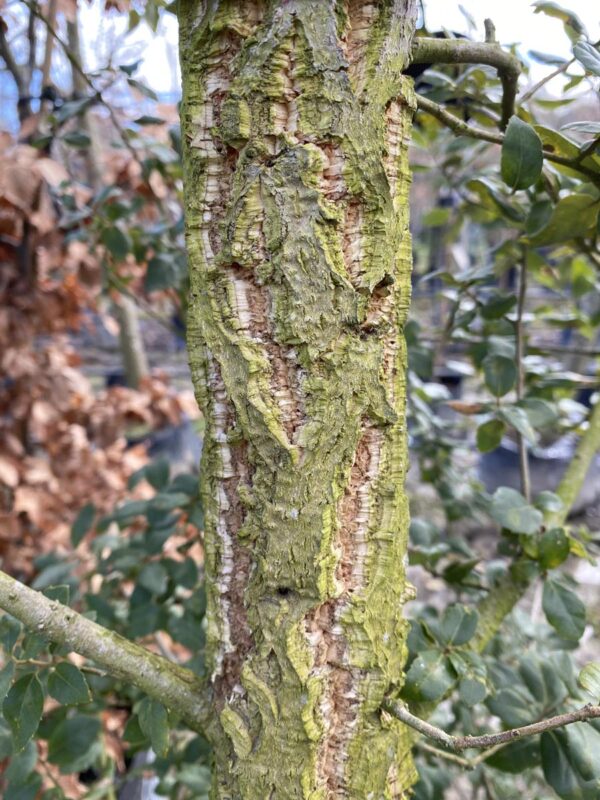 <i>Quercus suber</i> - Image 7