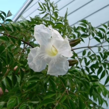 Close-up of a delicate white trumpet vine flower with a yellow throat, surrounded by lush green foliage against a pale siding background.