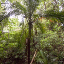 Rhopalostylis sapida (Nīkau)