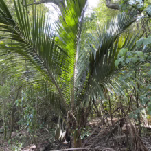 Rhopalostylis sapida (Nīkau)
