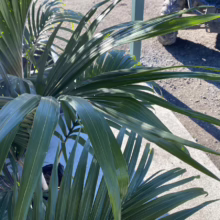 Close-up of a lush majesty palm, its vibrant green fronds extending outwards, casting shadows on a concrete surface. A vehicle tire is visible in the background.