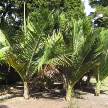 Lush nikau palms stand in a cluster, their vibrant green fronds creating a tropical ambiance. The small trees are set against a backdrop of taller trees and grass.