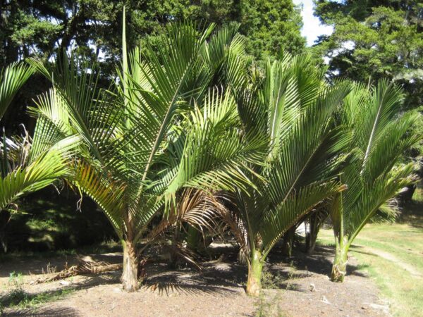 <i>Rhopalostylis sapida</i> var. <i>chathamica</i> - Image 3