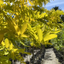Golden Honey Locust tree foliage shines in the sun at a garden center. Rows of potted trees line the background, offering a glimpse of a lush nursery landscape.